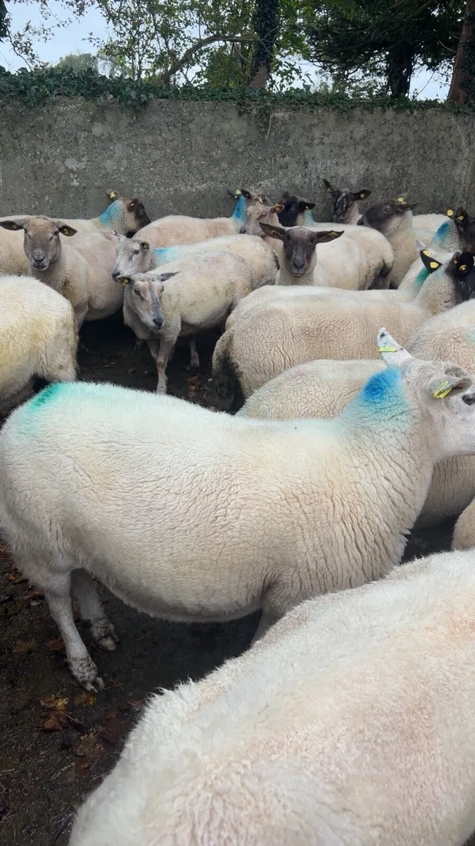 Cull ewes - Image 1