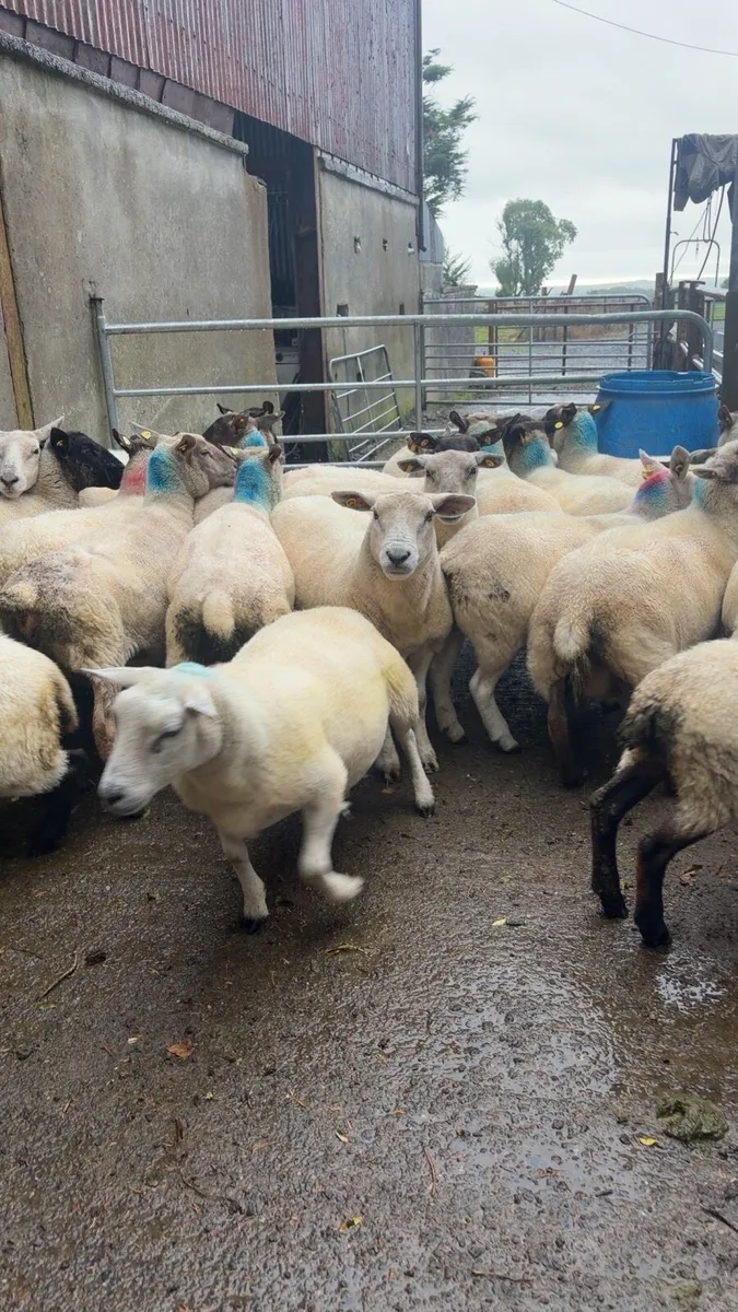 Cull ewes - Image 2