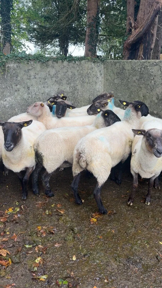 Cull ewes - Image 3