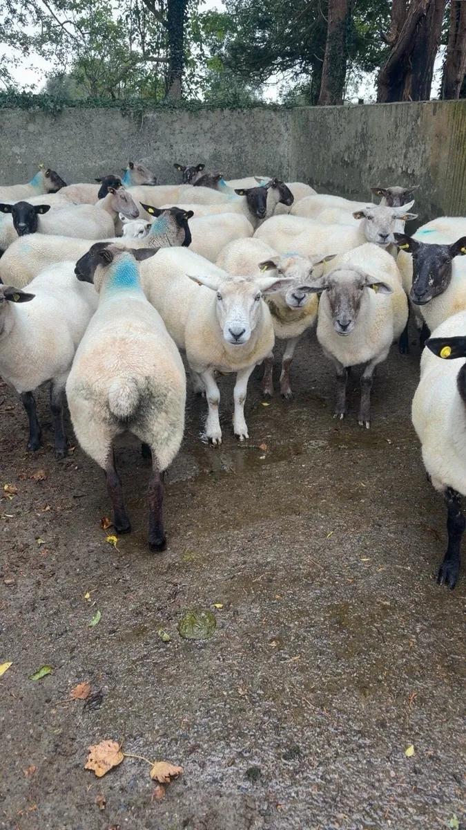 Cull ewes - Image 4