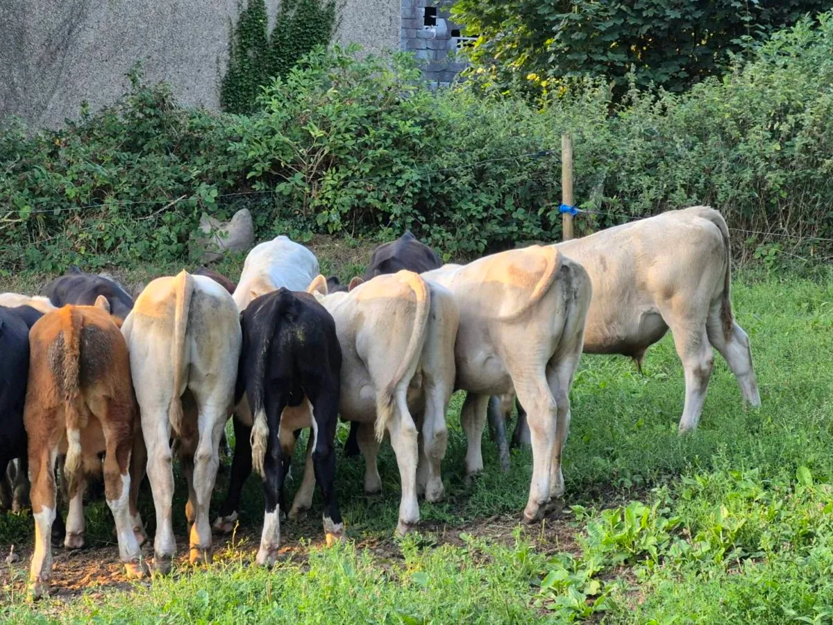 Weanling bulls - Image 2