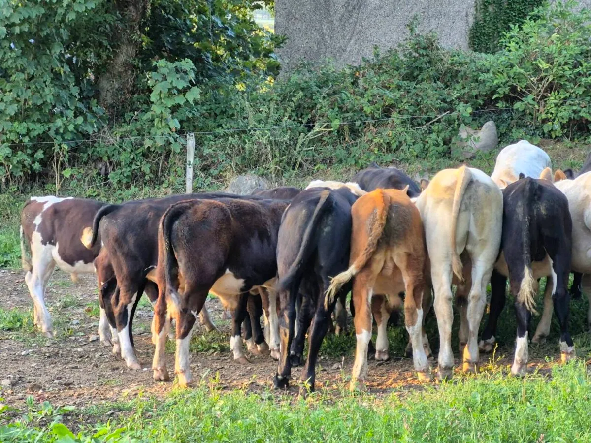 Weanling bulls - Image 3