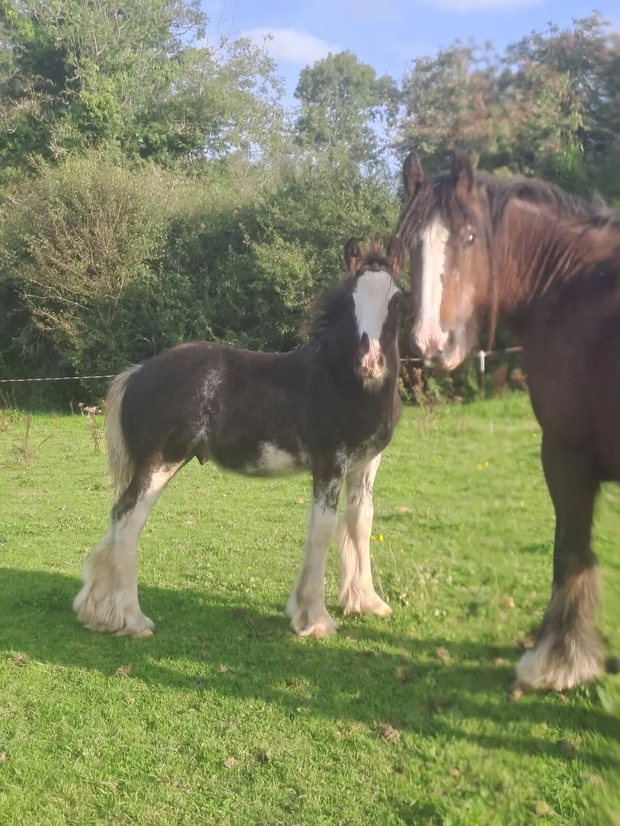 Cob Foals - Image 2