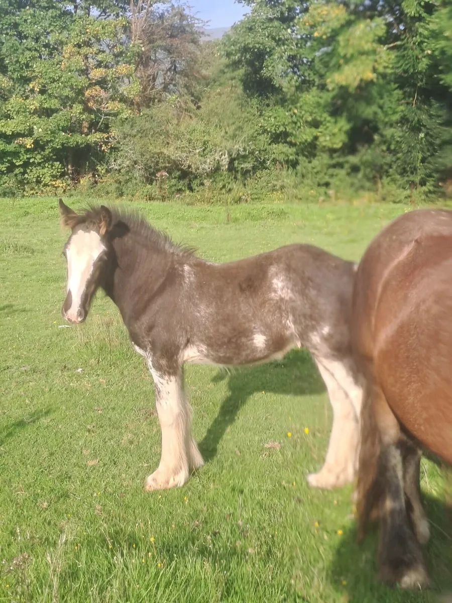 Cob Foals - Image 3