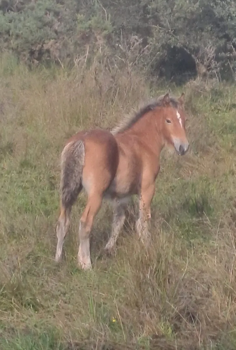 Cob Foals - Image 4