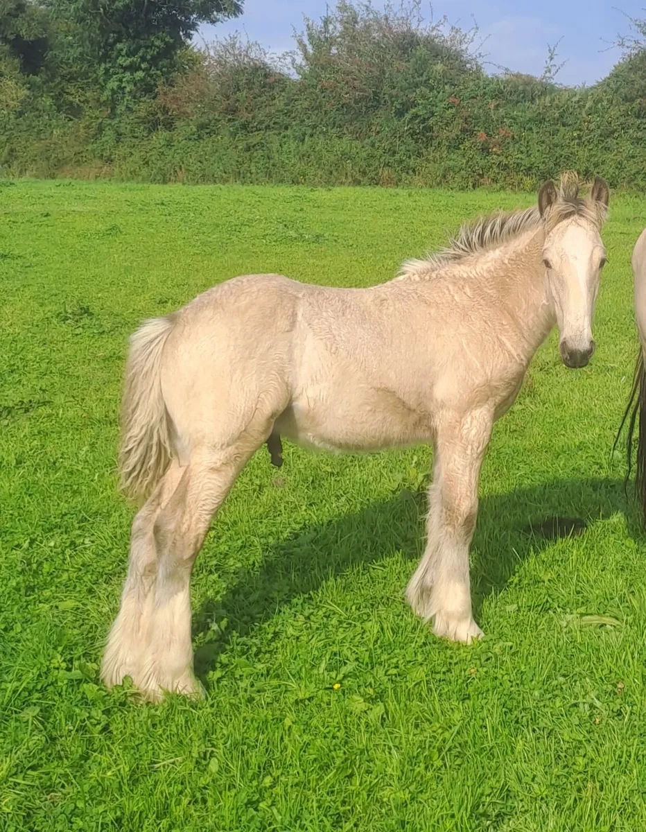 Cob Foals - Image 1
