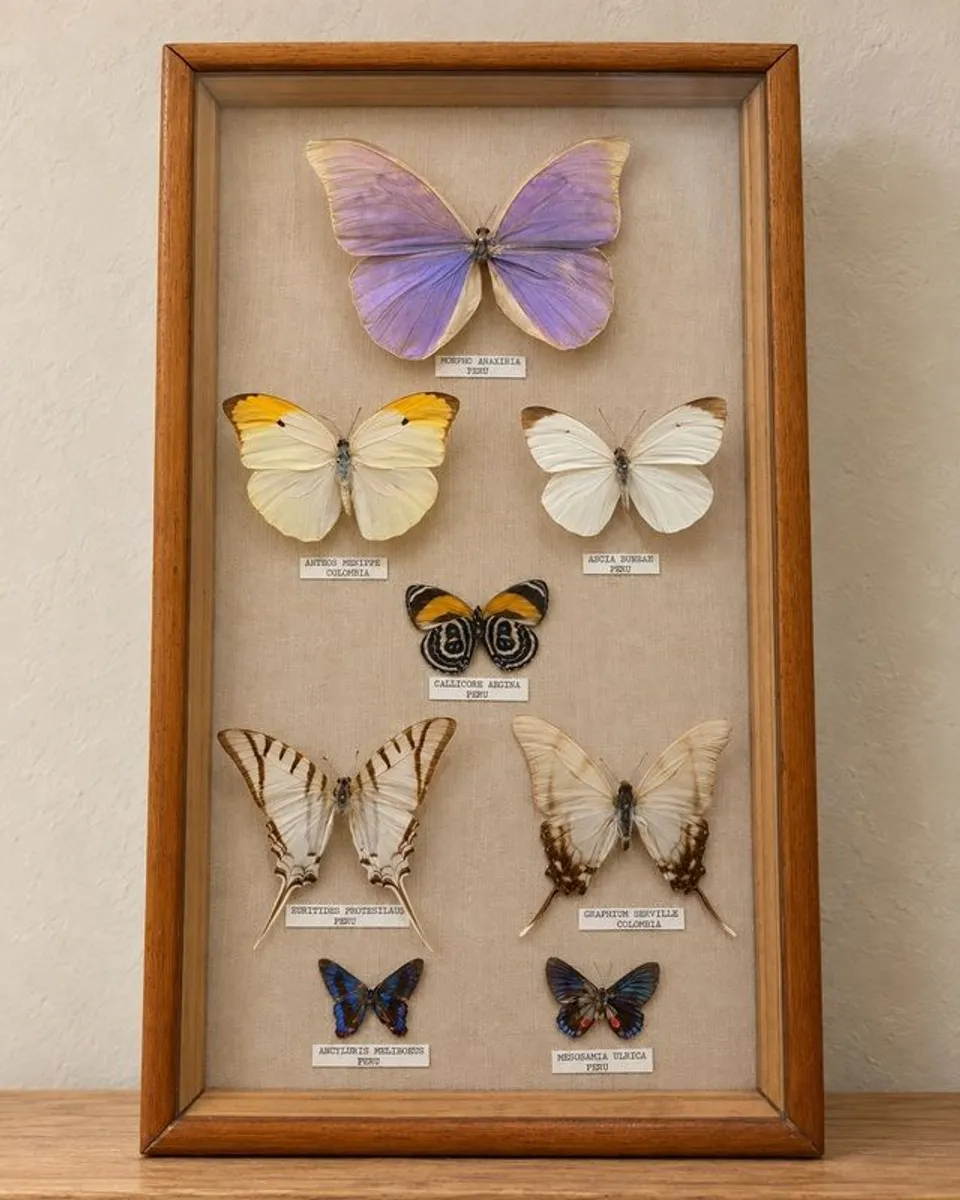Vintage Framed Real Butterfly Collection With 8 Labelled Specimens - Image 1