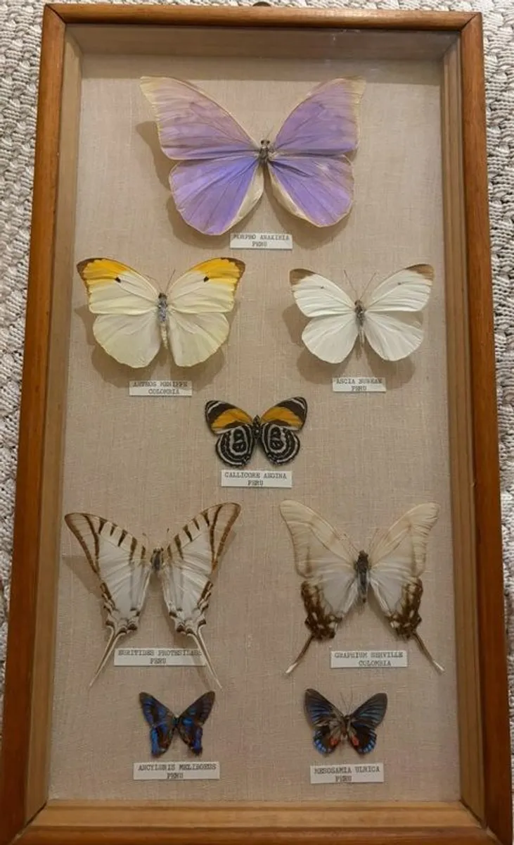 Vintage Framed Real Butterfly Collection With 8 Labelled Specimens - Image 2