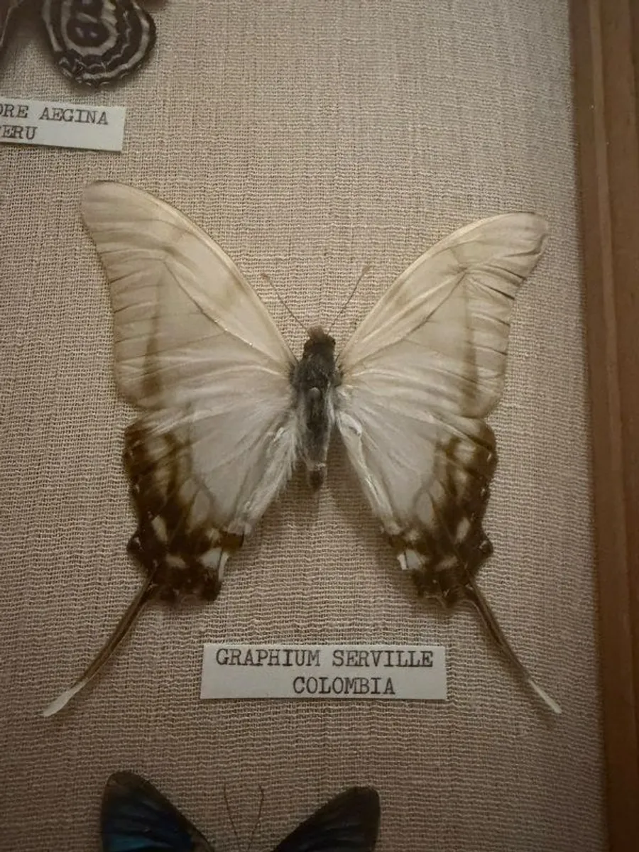 Vintage Framed Real Butterfly Collection With 8 Labelled Specimens - Image 3