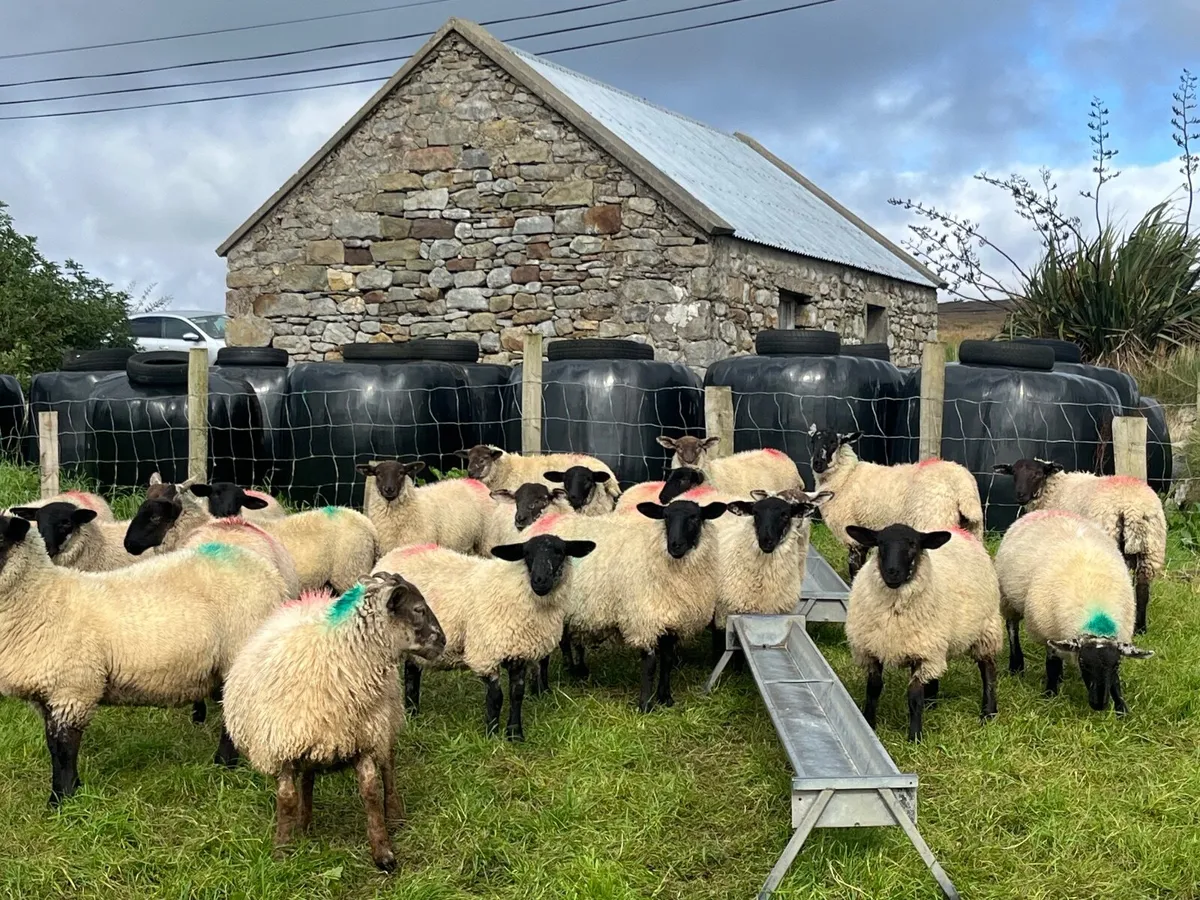 Sheep - Image 2