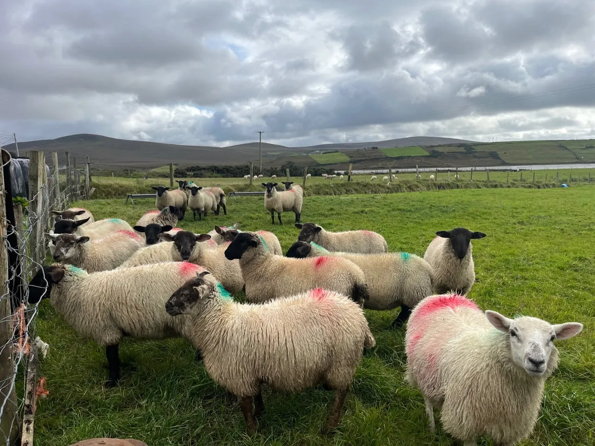 Sheep - Image 3