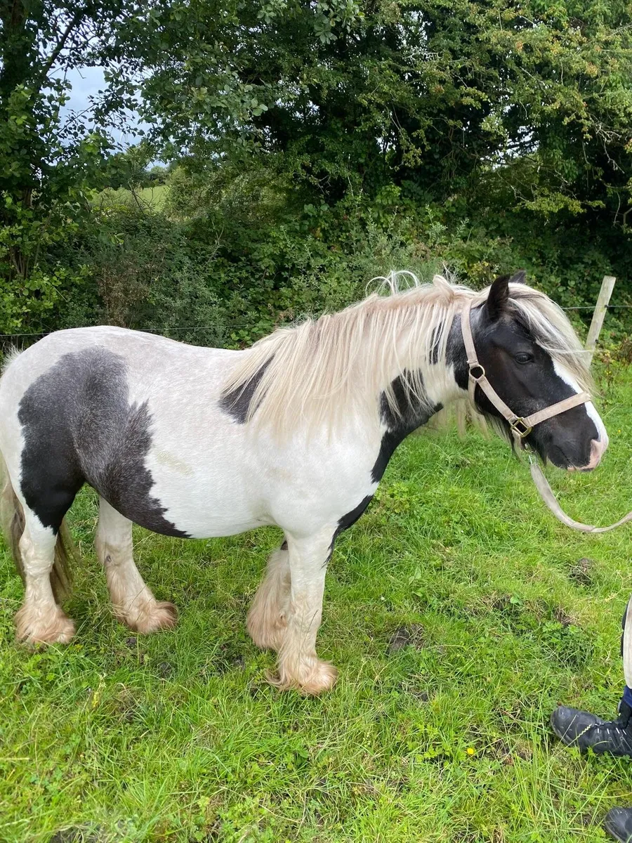 Pony for sale - Image 1