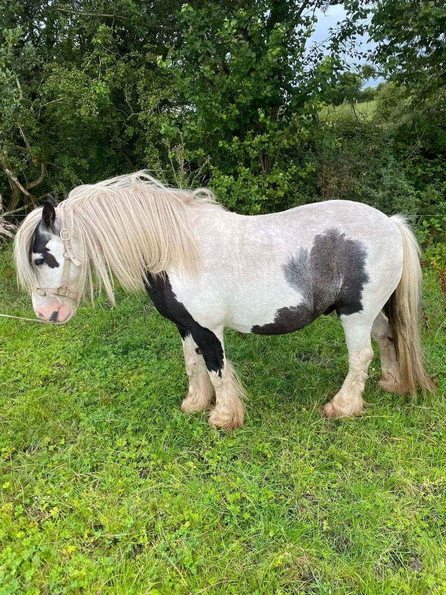 Pony for sale - Image 2