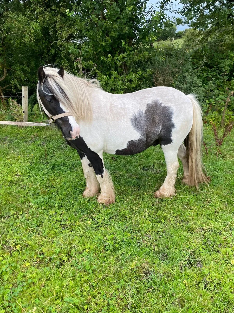 Pony for sale - Image 3