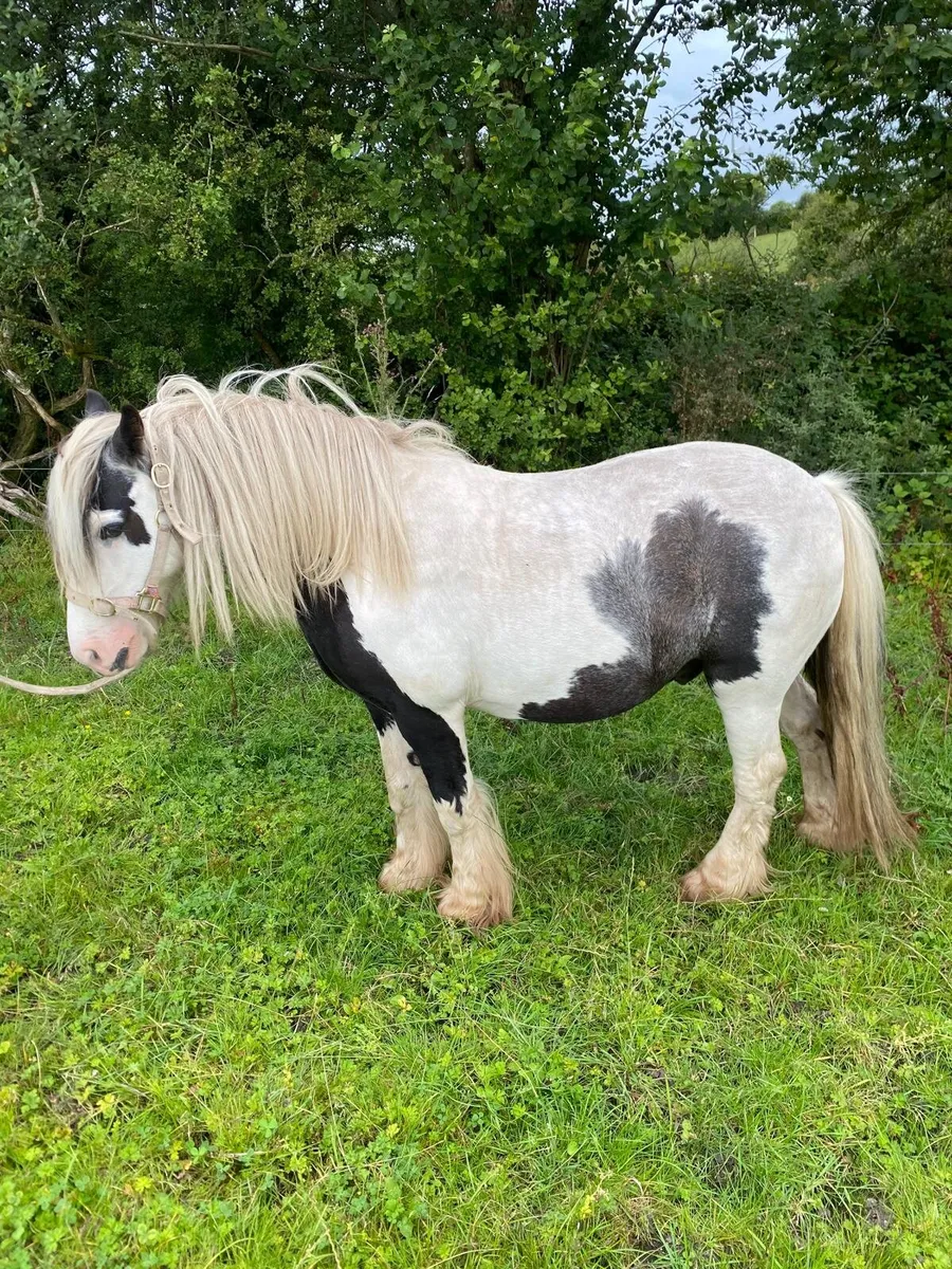 Pony for sale - Image 4