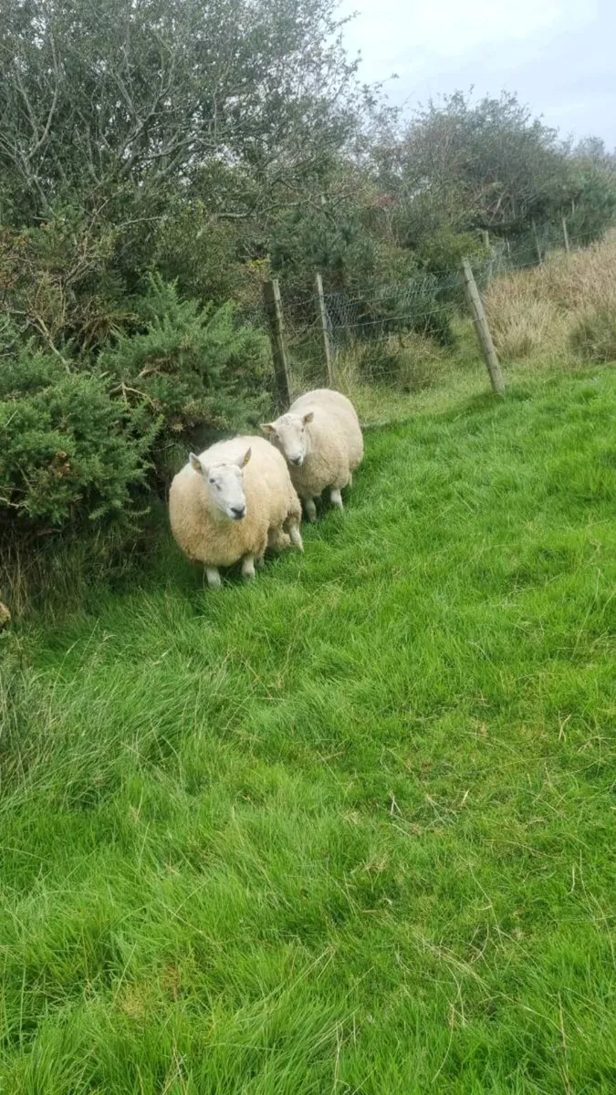 🔥 3 Age Rams (2x Cheviot + 1 Mountain Blackface - Image 2