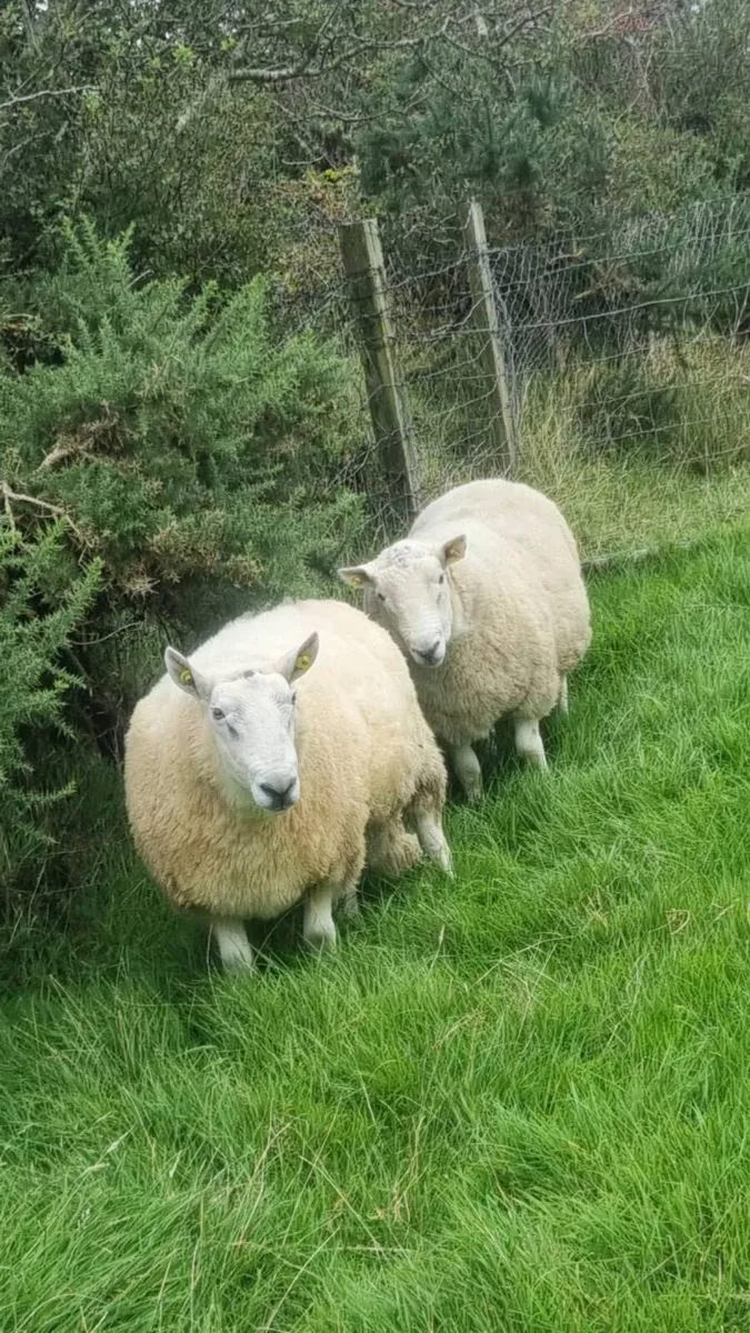 🔥 3 Age Rams (2x Cheviot + 1 Mountain Blackface - Image 1