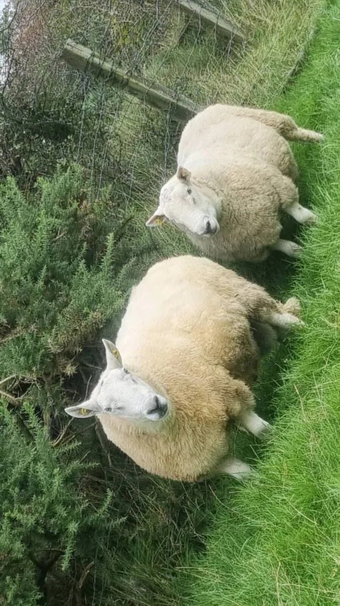 🔥 3 Age Rams (2x Cheviot + 1 Mountain Blackface - Image 3