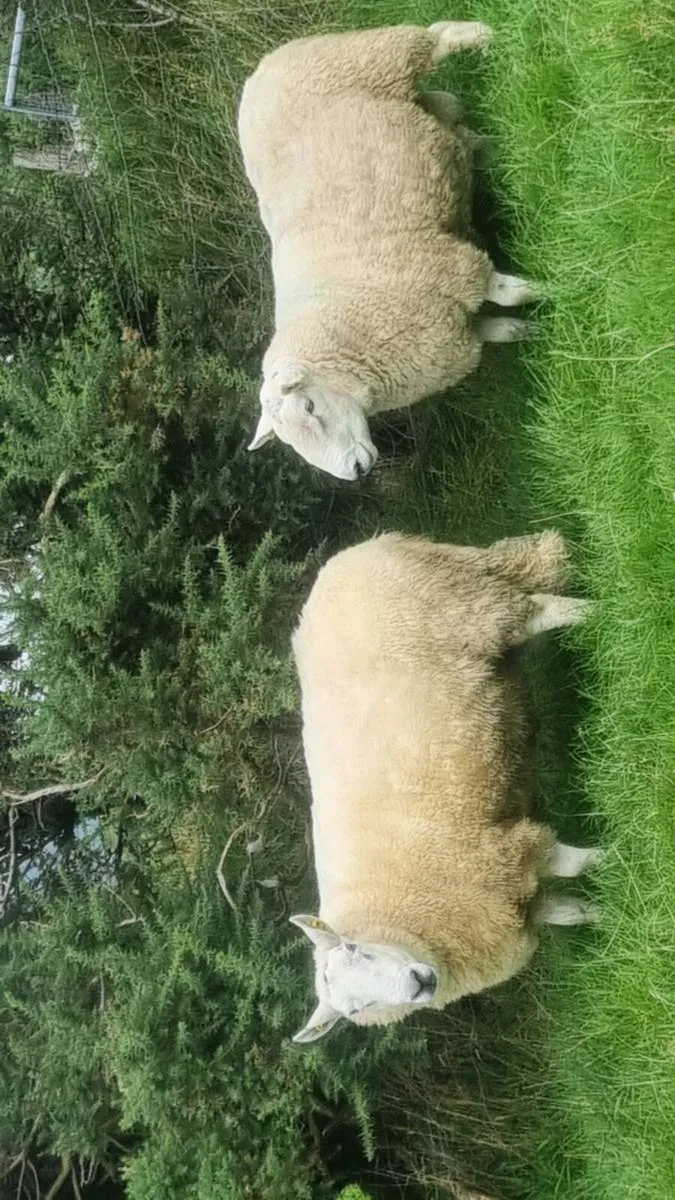 🔥 3 Age Rams (2x Cheviot + 1 Mountain Blackface - Image 4