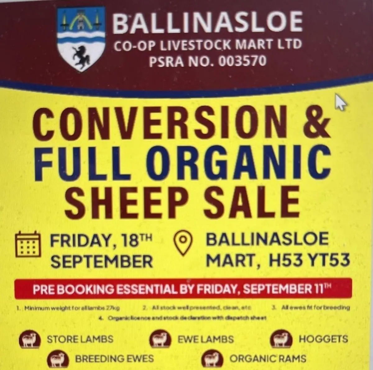 ORGANIC SHEEP SALE BALLINASLOE MART - Image 1