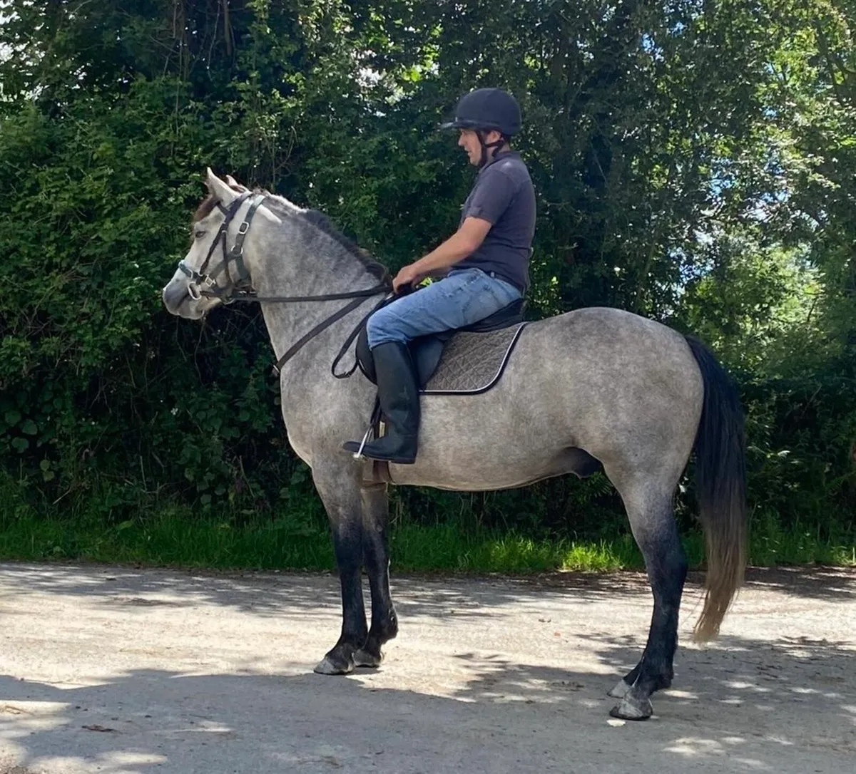 Connemara Type 4 yr old Gelding - Image 1