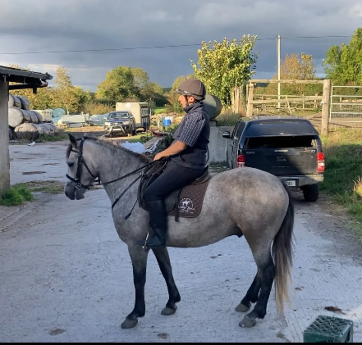 Connemara Type 4 yr old Gelding - Image 2