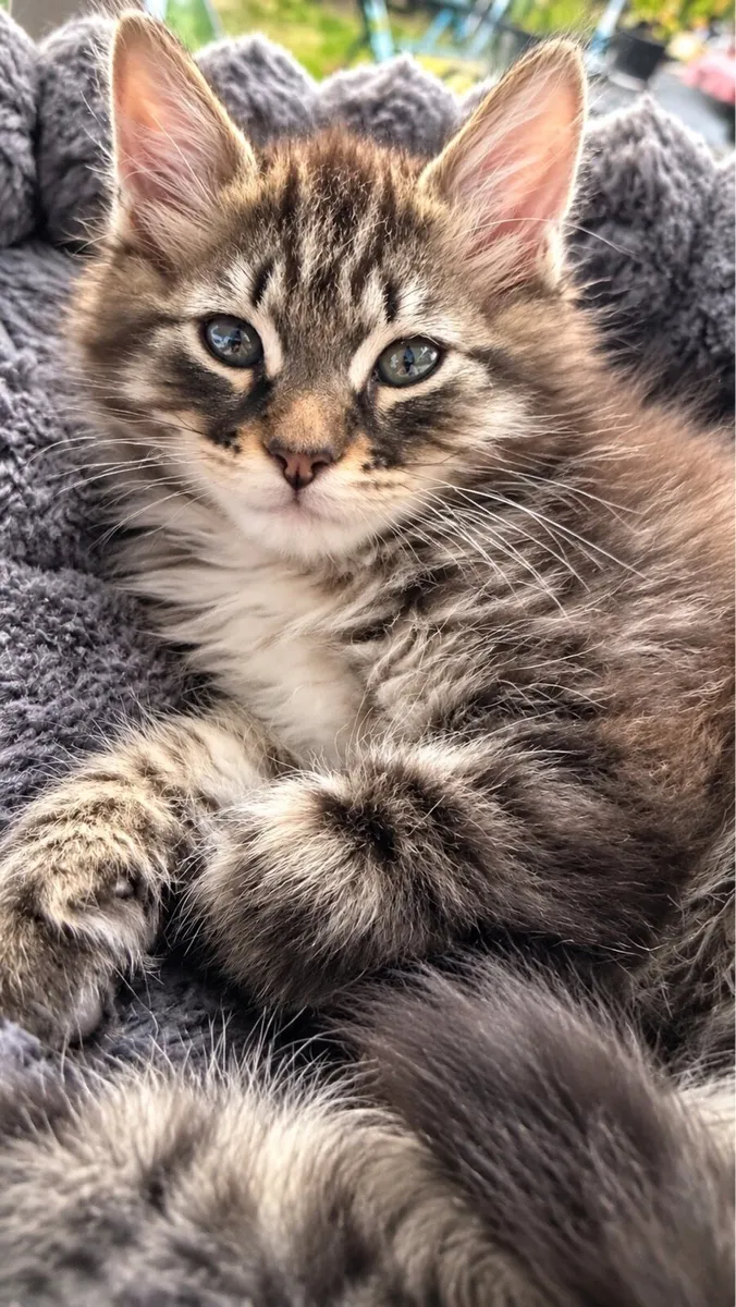 Kittens - Image 1