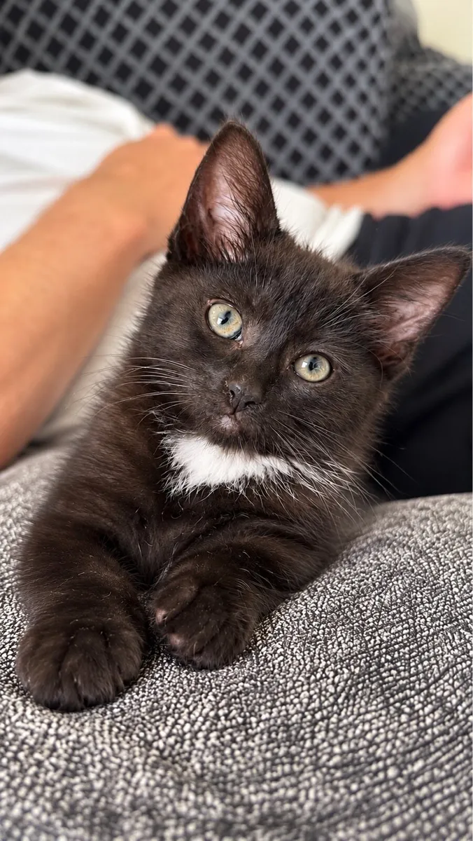 Kittens - Image 3