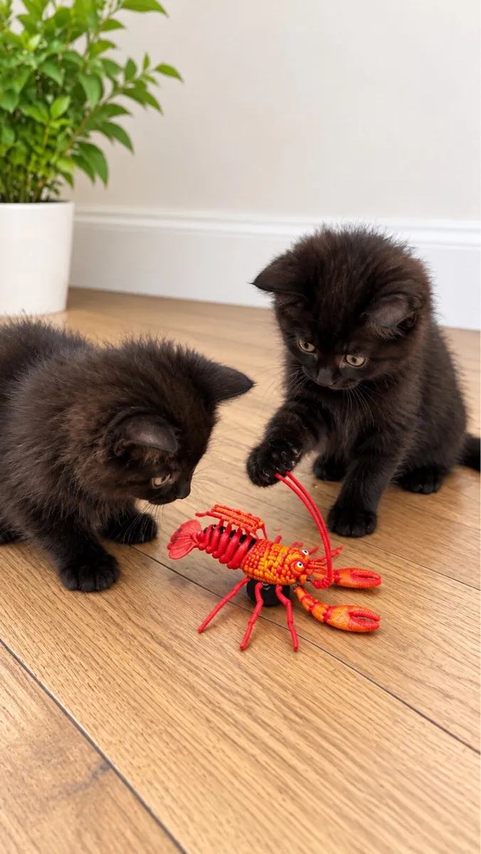 Kittens - Image 4