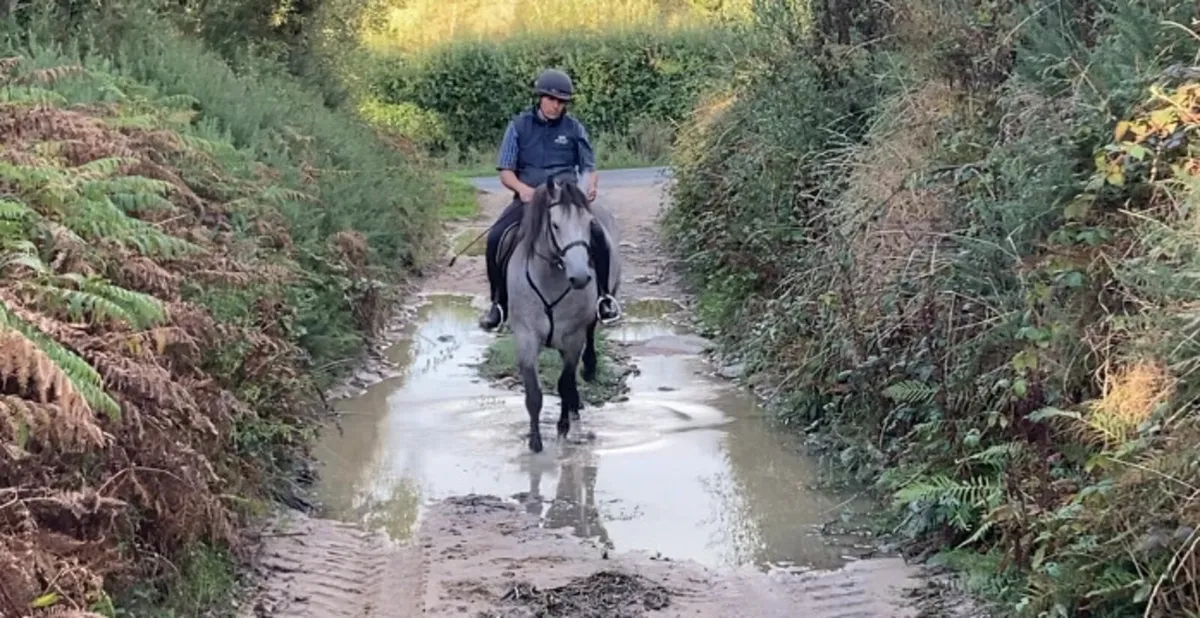 Connemara Type 4 yr old Gelding - Image 3