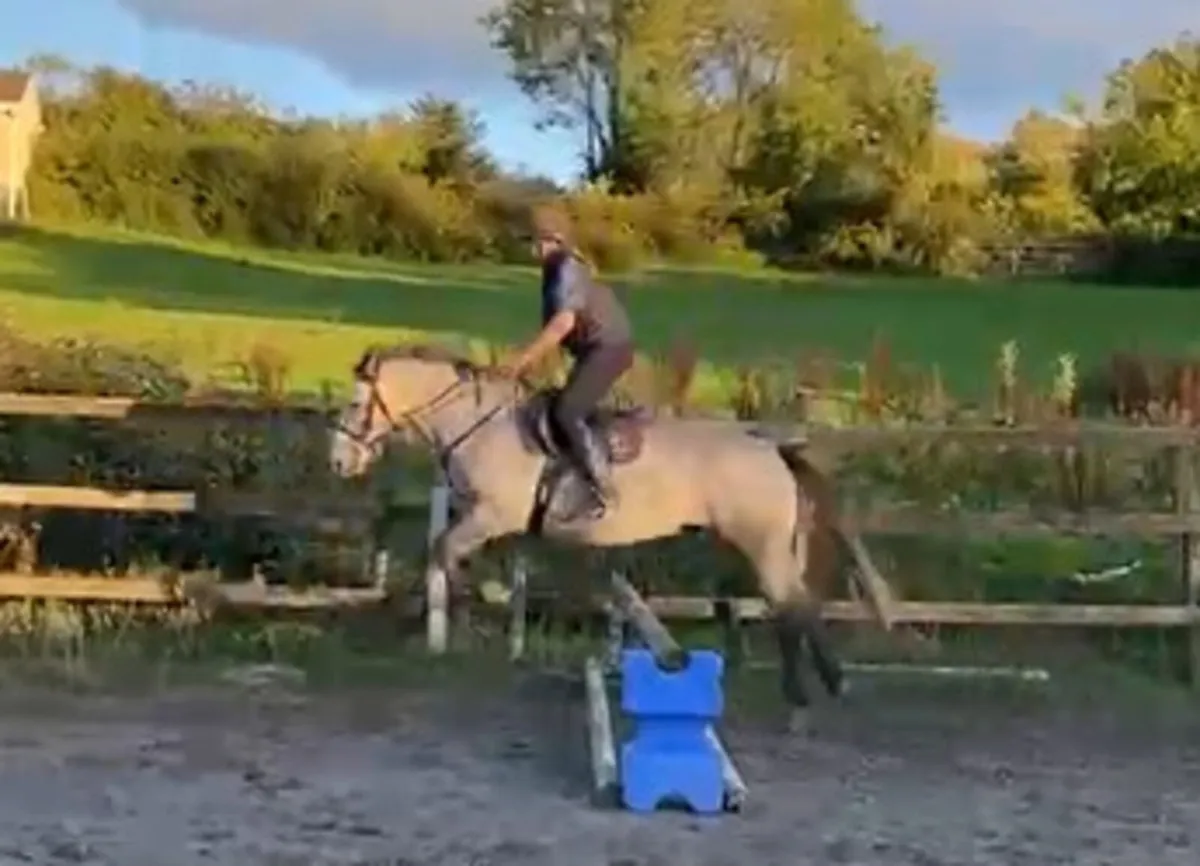 Connemara Type 4 yr old Gelding - Image 4