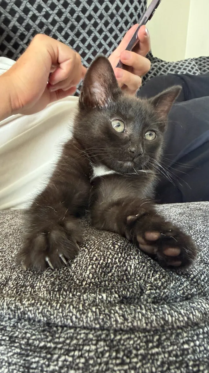 Kittens - Image 1