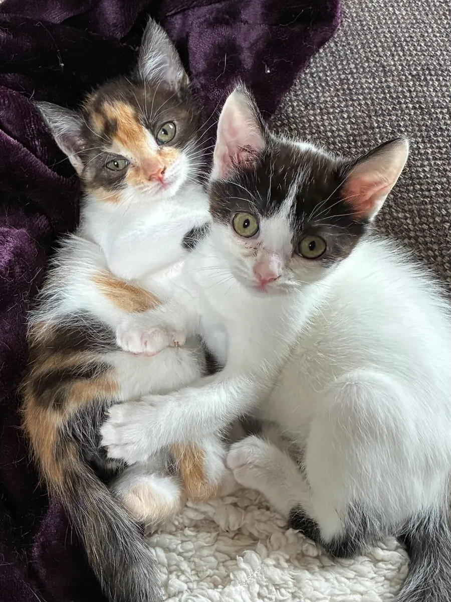 Catstrust adoption and protection. Rescued . - Image 2