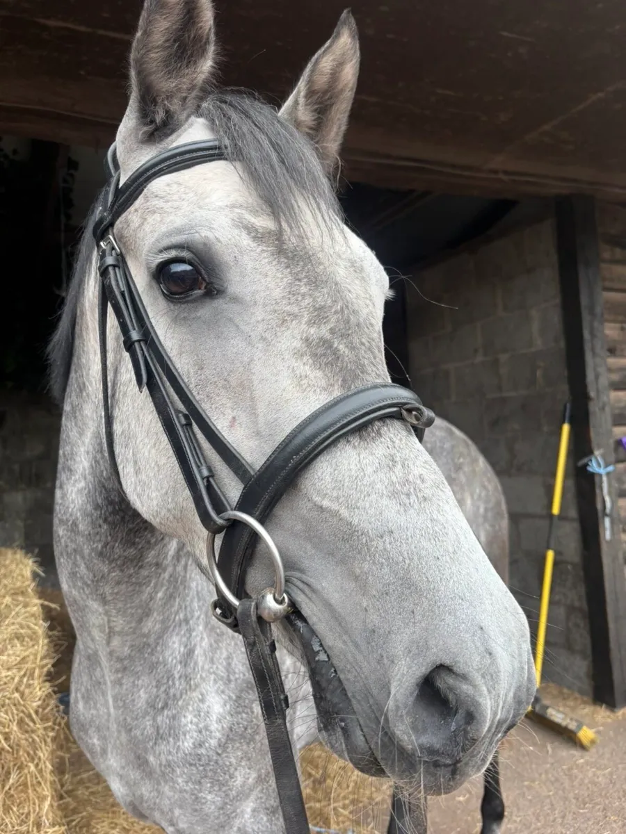 Horses - Image 1