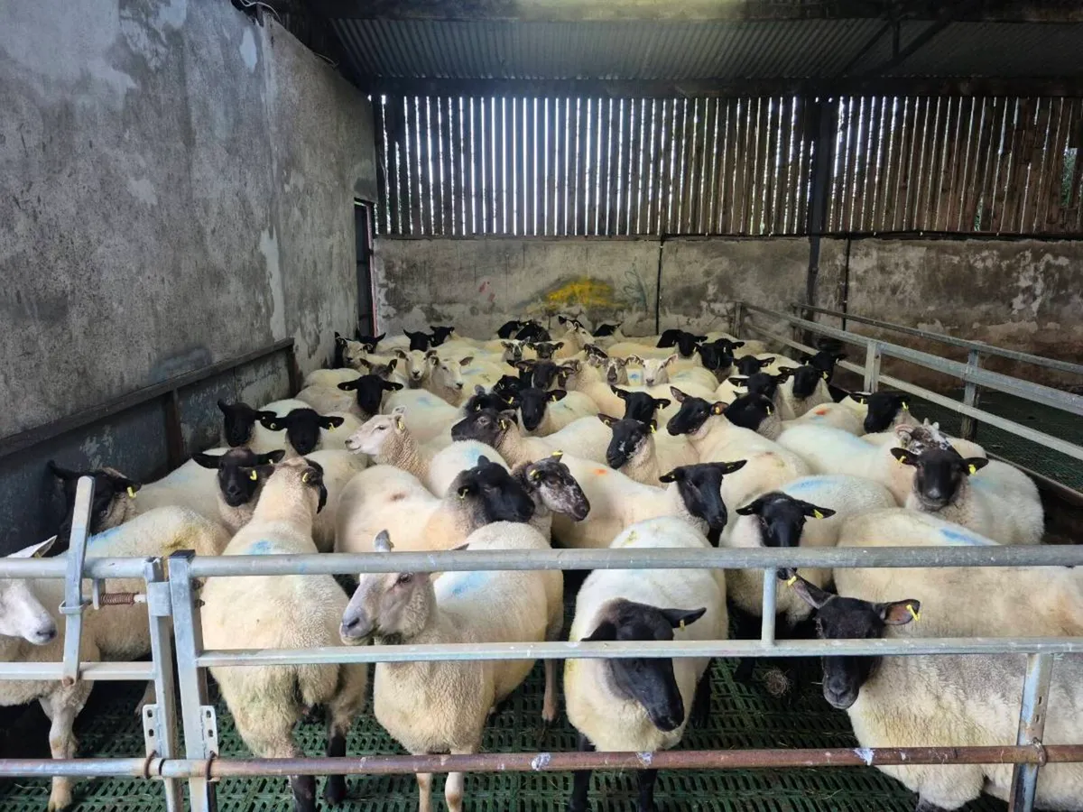 Hoggets - Image 2