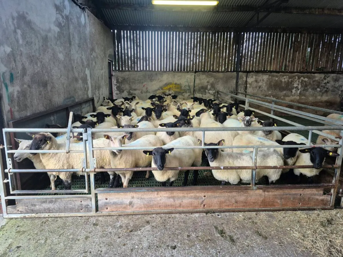 Hoggets - Image 3