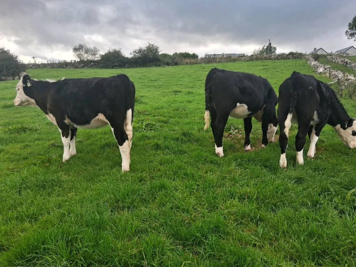 Hereford heifers weanlings - Image 2