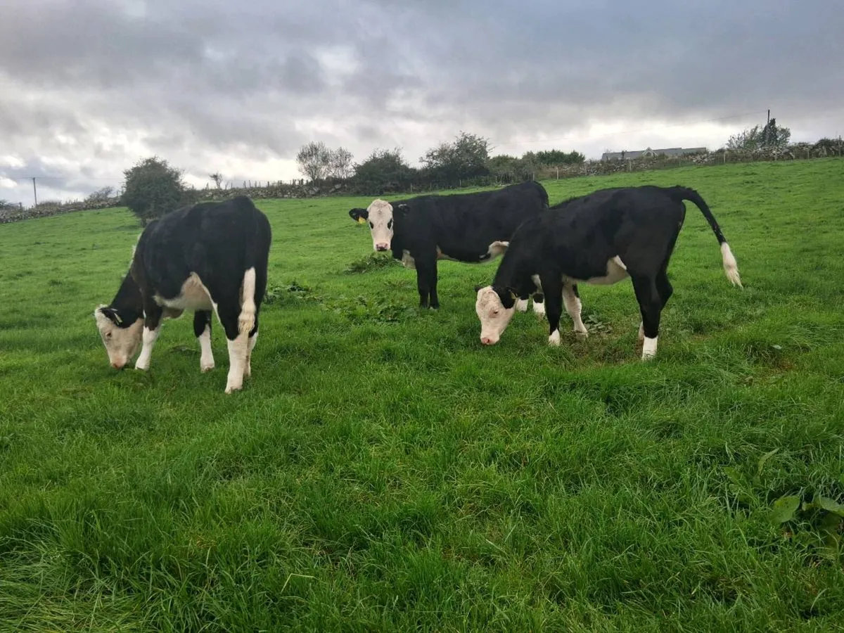 Hereford heifers weanlings - Image 3