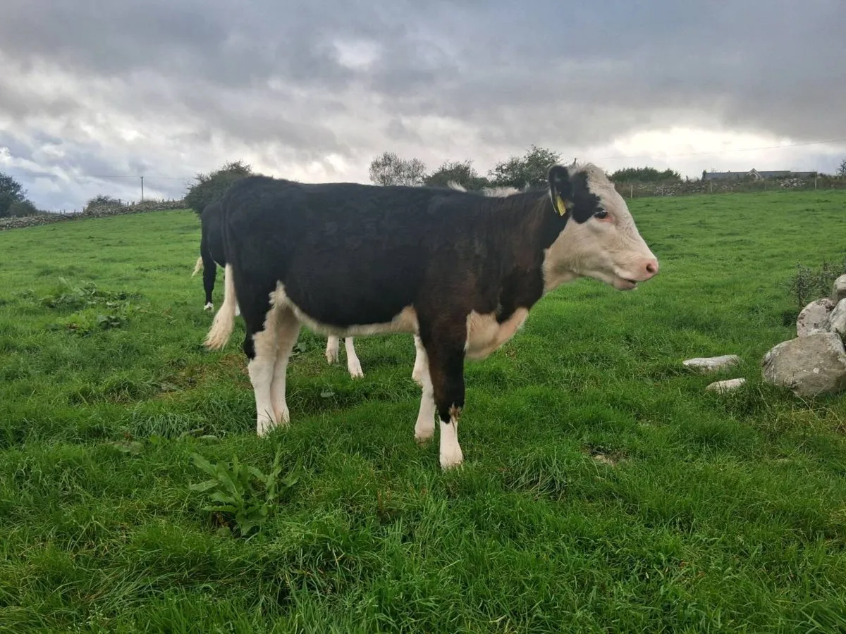 Hereford heifers weanlings - Image 4