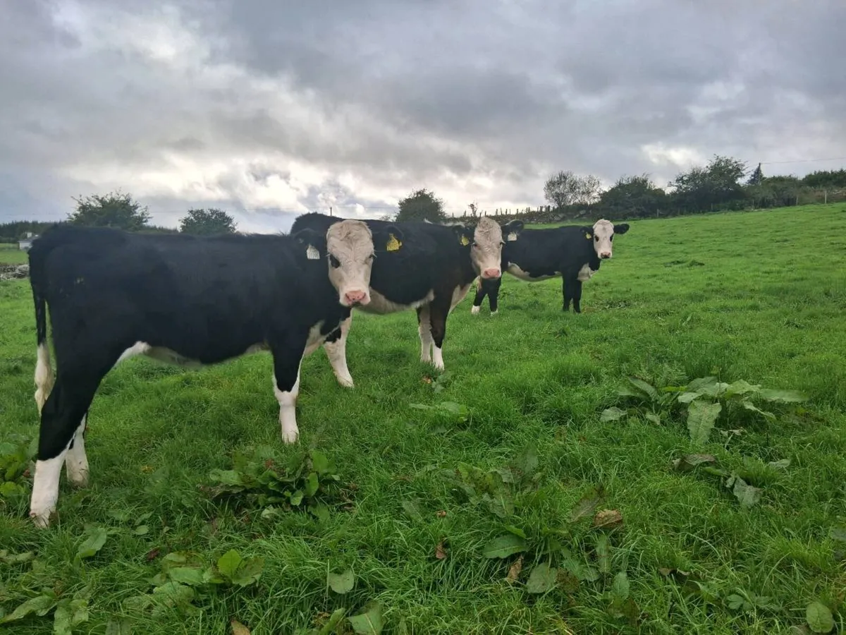 Hereford heifers weanlings - Image 1