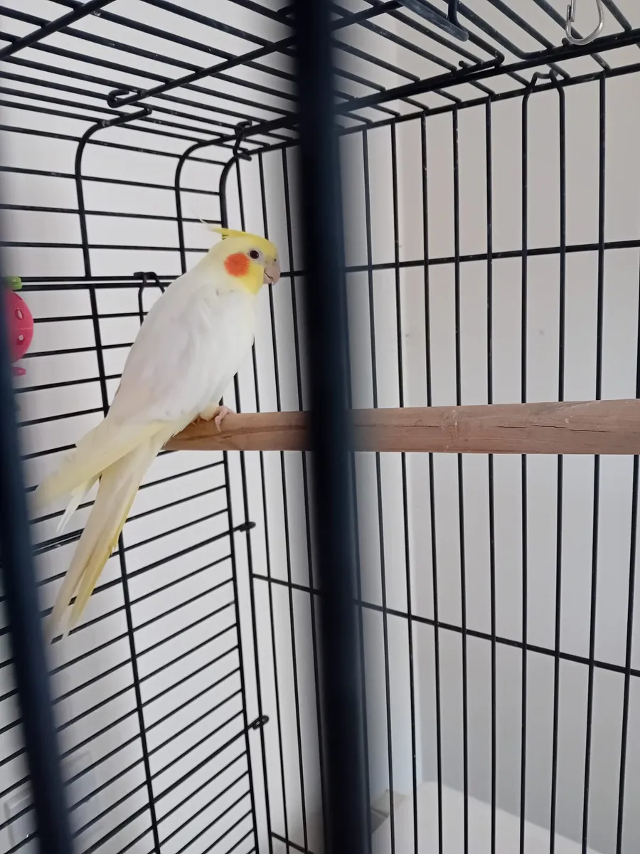 Tame cockatiel