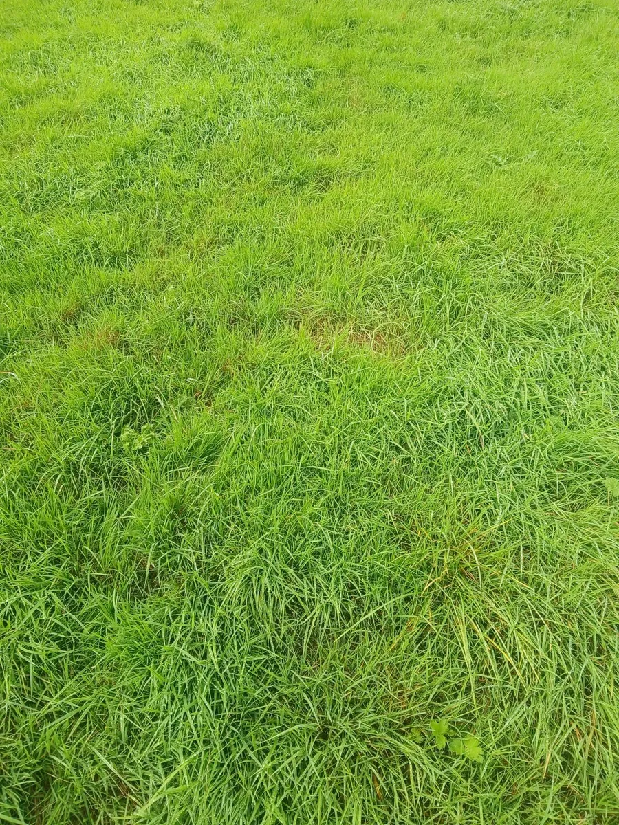 aftergrass - Image 2