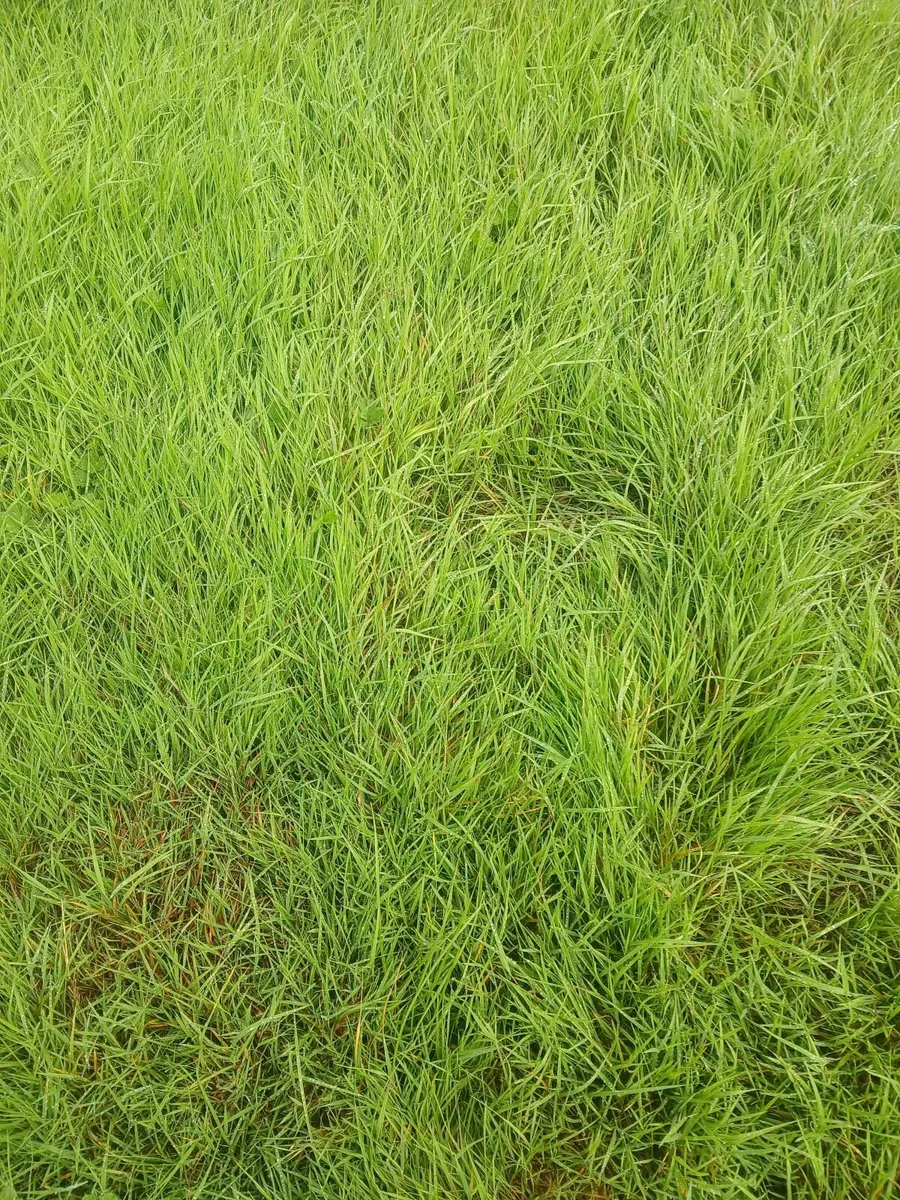 aftergrass - Image 1