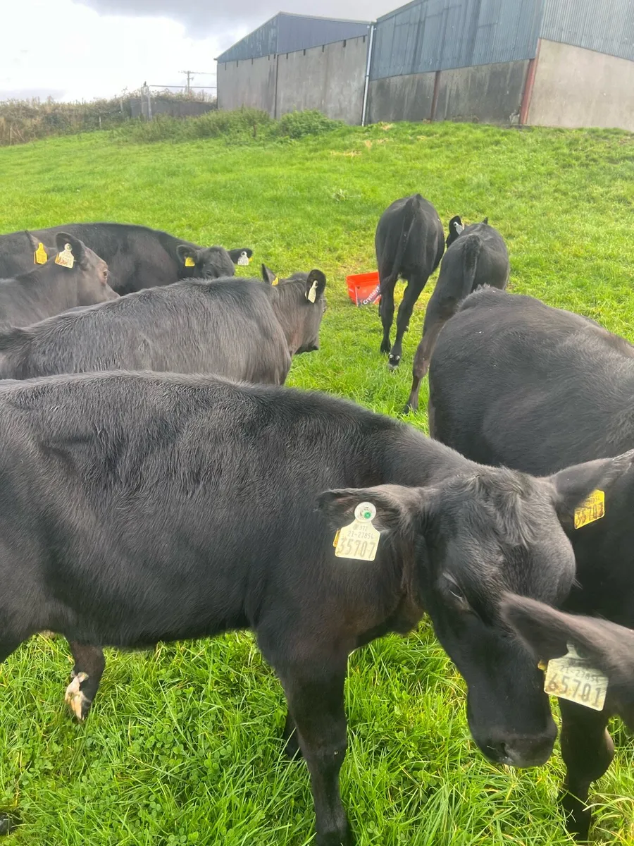 4-5 months old AA heifer runners for sale - Image 3