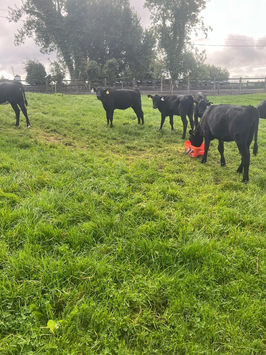 4-5 months old AA heifer runners for sale - Image 4