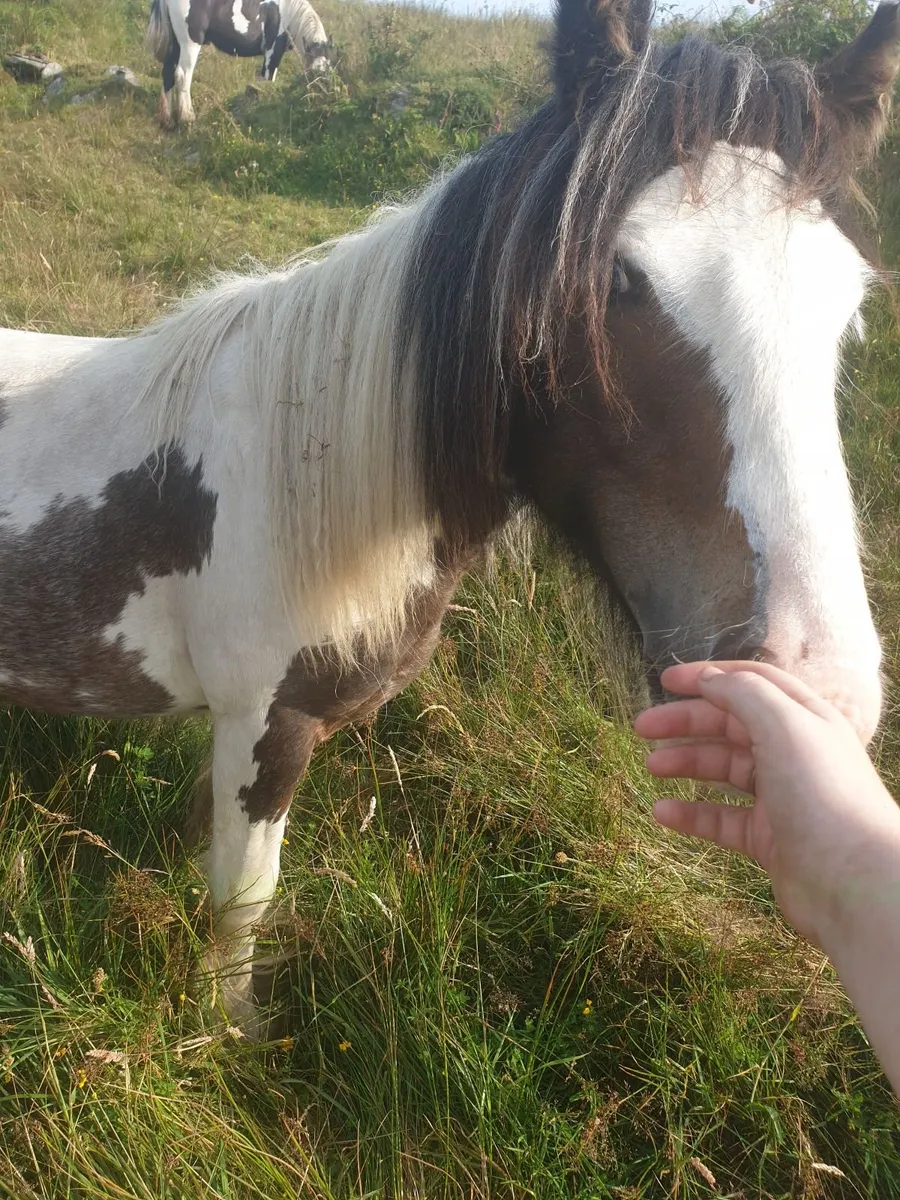 Quiet Piebald Mini Cob Yearling Colt - Image 4