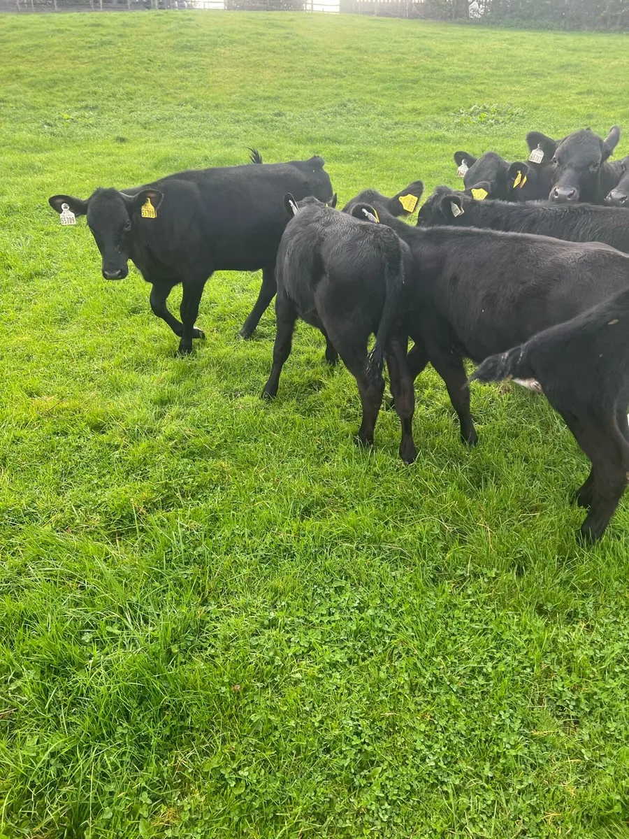 4-5 months old AA heifer runners for sale - Image 1