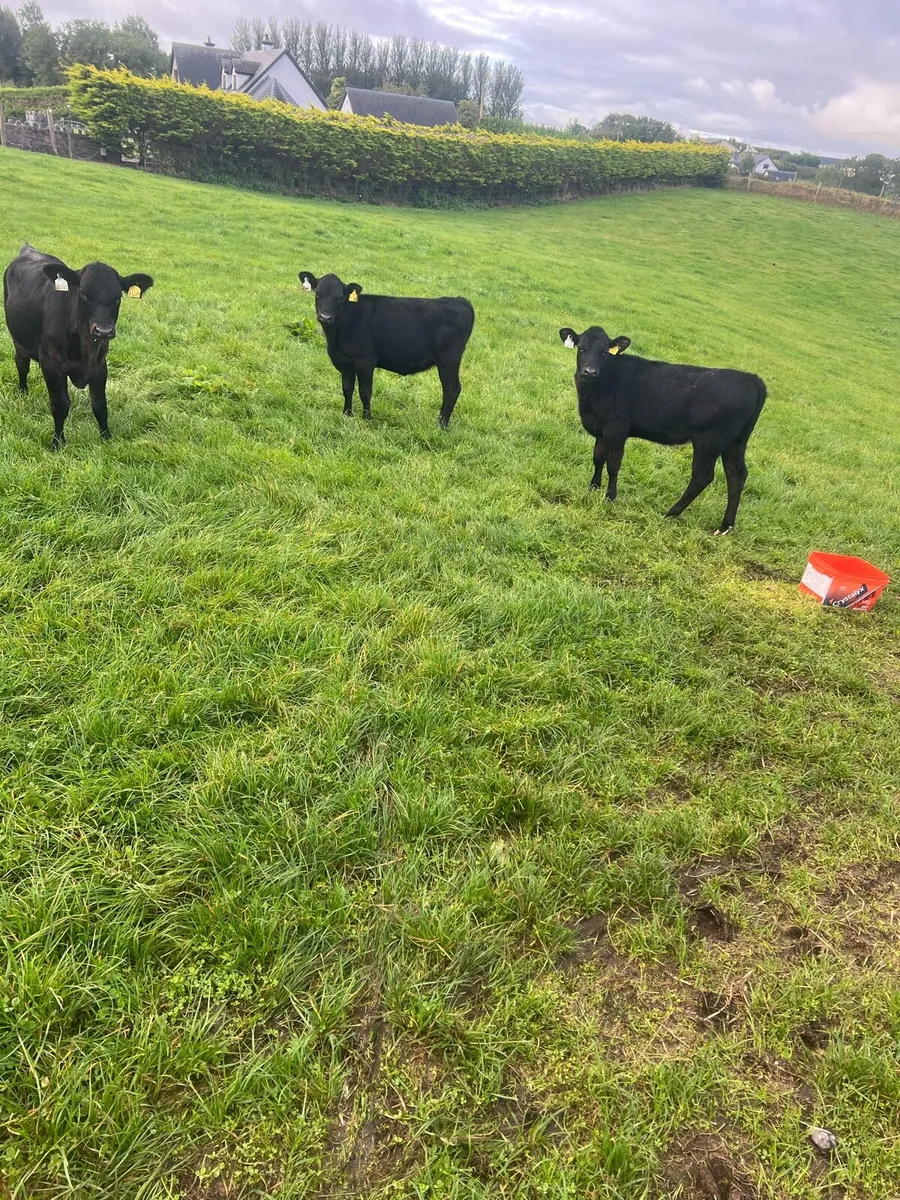 4-5 months old AA heifer runners for sale - Image 2