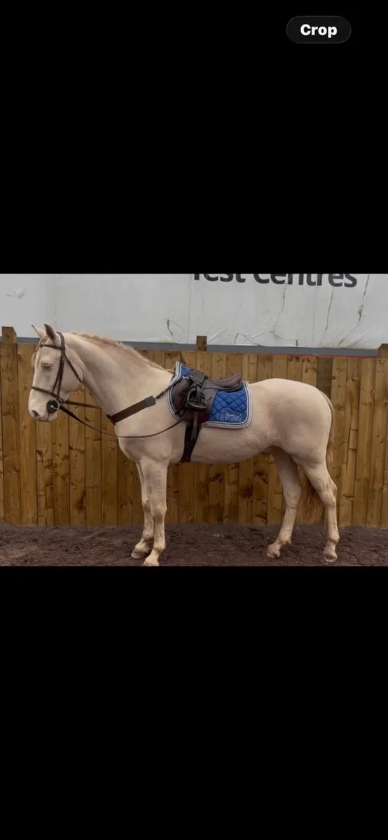 Horse - Image 1