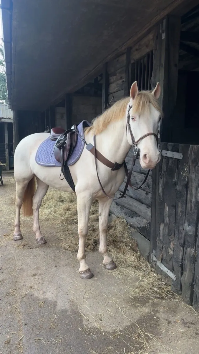 Horse - Image 3